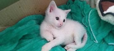 Erkək, Yaxşı əllərə, Ünvandan götürmə