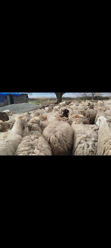 suda yaşayan heyvanlar haqqında məlumat: Qoyun sürüsü – ətlik və damazlıq üçün - Növ: yerli qaraman tipli — 2