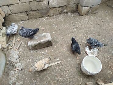 рынок животных в баку: Toyuq, Yumurtalıq, Ünvandan götürmə — 1