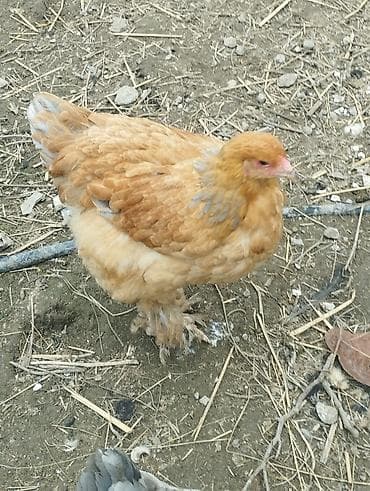 dovşan yemi: Toyuq, Brama, Damazlıq — 7