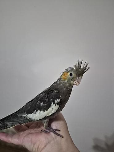 boyuk papuqay: 1ay yarımlıq bala ələ gəlir dişləmir yemə düşüb vitaminləri verilir — 4