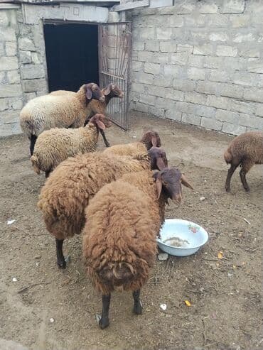 bmw 3 серия 328xi at: Erkək, Qala, il: 1, 70 kq — 9