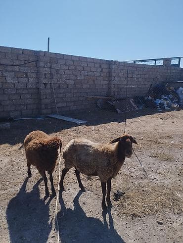 eşşək sudu satışı: Əvvəla salam ana bala qoyun satılır bala erkəydi Qala cinsdi anada — 3