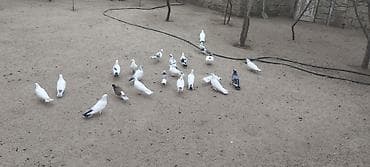 Akvariumlar: Təgizilmə Quşlar di Hamsi Bir quşxananin Quşlardi Törəmə di — 3