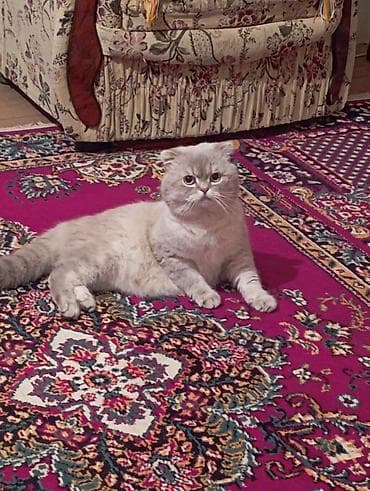 Şotland yastı qulaq, Erkək, Cütləşmə üçün, Ödənişli çatdırılma — 5