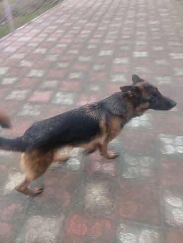 it yuvası: Alman çoban iti, 3 il, Dişi — 2