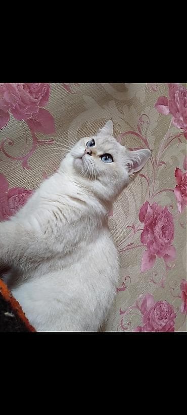 qara peleng sekilleri: Şinşila color point .Erkəkdi3 yaşı var, peyvəndi ə tərbiyəsi hamisi — 1