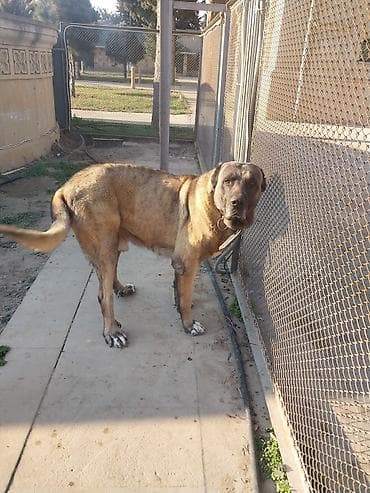 sivas iti: Erkek — 2