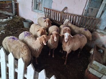 cins ineklerin satisi 2018: T — 2