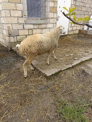 qoyun quyruğu: Erkek quzu satılır — 5