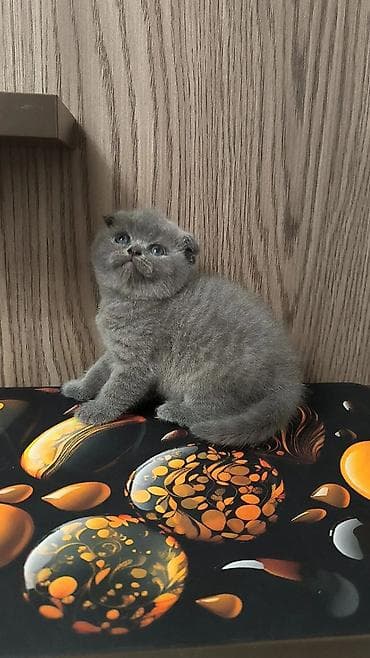 Şotland yastı qulaq, Dişi