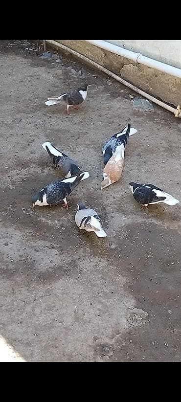 bakida it bazari: Dekarativ goyercin 7 ededi 7 disi 50 manat delfin de 7 ededi delfinde — 8