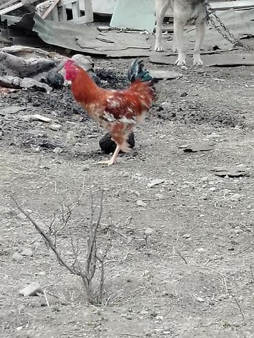 bramo toyuq: Toyuq, Damazlıq — 2