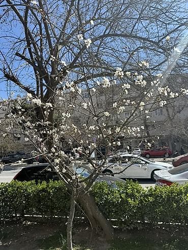 ev pencereleri: Buzovna,Vişnevka 1,1 saatliq ev temizliyi — 1