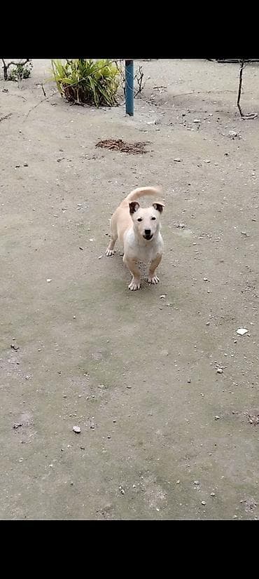 7 ay, Dişi, Peyvəndli, Ödənişli çatdırılma