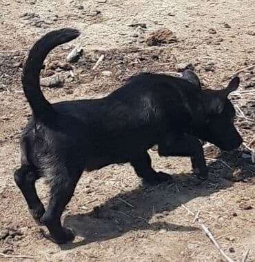 afcarka itleri qiymeti: Zvonok, 3 ay, Erkek, Peyvəndli, Ünvandan götürmə — 4