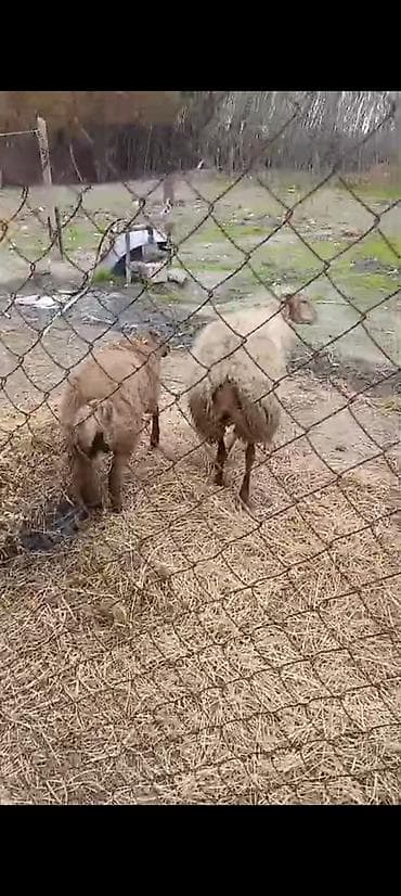 qoyun bazarı: Salam aleykum ana baladılar 3 cü balasıdı — 3