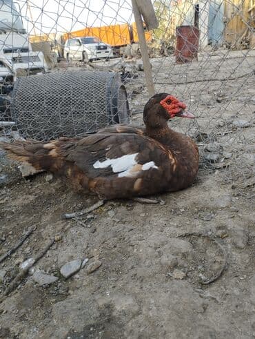 2 ayliq cuceler: Krasnadar erkəy ördəklər satilir 5 6 kq olar hardasa qiymət sondur iri — 1