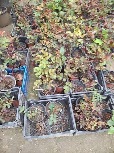 7 gozel gulu: Qablı qızılgül kolları – dekorativ bağ və balkon üçün - Bitki — 2