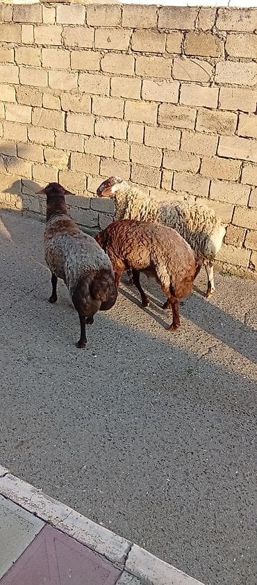 heyvan qirxan: Qoyunlar – 3 baş - Növ: yerli ət‑yunu istiqamətli qoyunlar - Rənglər — 2