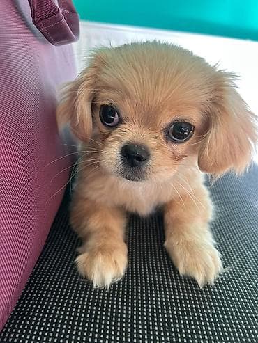 pitbul bala: Pekines, 3 ay, Dişi — 1