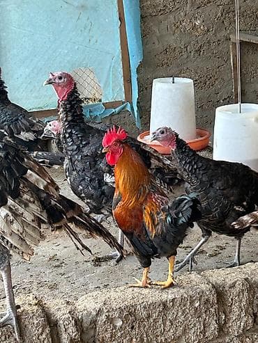 Keçilər, çəpişlər: Məhsul: Xanım toyuqlar üçün iki ədəd xoruz - Növ: Yerli qarışıq cins — 3