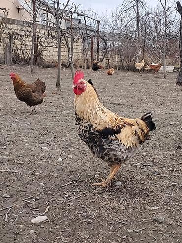 Ken xoruzu cavan heyvandi saglamliqina soz ola bilmez pul lazim di