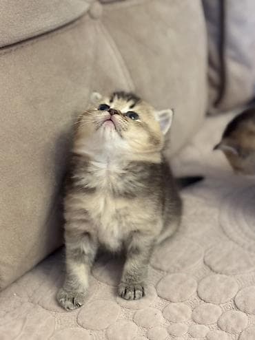 balaca pisik: Şotland yastı qulaq — 4