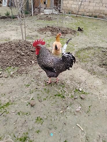 Бараны, овцы: Петух, лет: <1, Самовывоз — 1