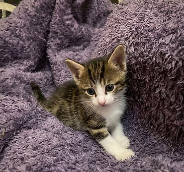 Erkək, Dişi, Yaxşı əllərə