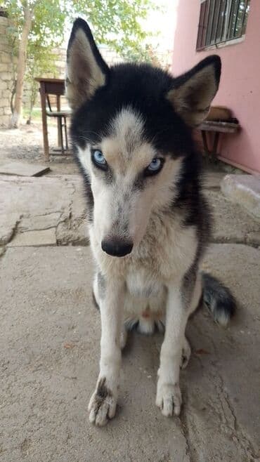 купить хаски щенка: Хаски, 4 месяца, Самец — 2