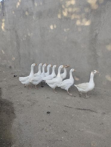 afcarka balasi erkey: Salam. 9 dənə qazdı. 4 erkek 5 dişidi. Novxanıdadı. Tək-tək satılmır — 4