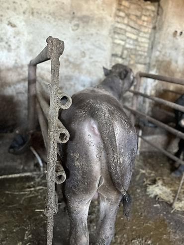 Etlik verilmir narahat etmeyin Erkek Anqus. - Növ: erkək dana (boğa — 4