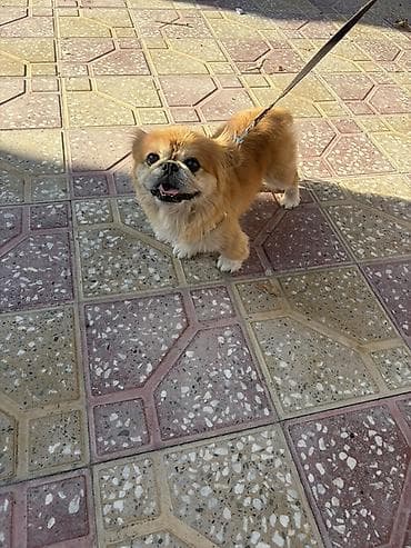 it təlimi: Pekines — 2