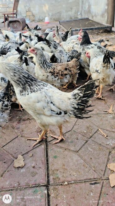 quş qaz: Toyuq cücələri, Damazlıq — 5