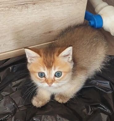 heyvan barınağı: Qızıl şinşilla, Dişi, Ünvandan götürmə — 6