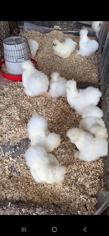 brahma toyuqlari: Toyuq, Damazlıq — 4