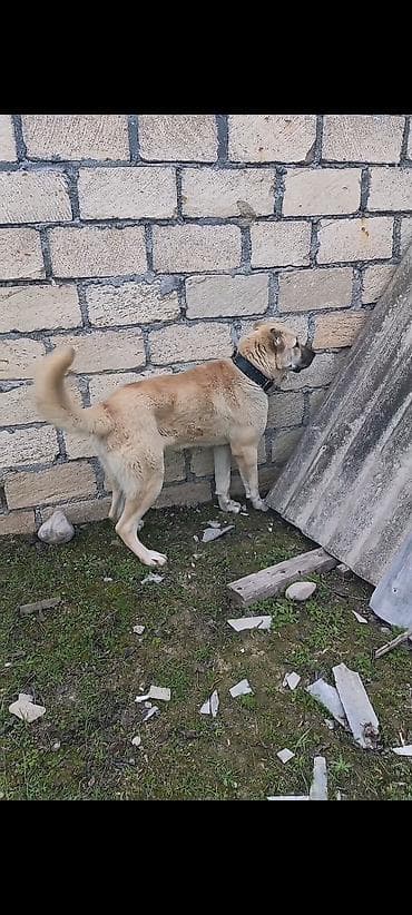 kənd təsərrüfatı heyvanları: Kanqal, 10 ay, Erkek, Peyvəndli, Ünvandan götürmə — 1