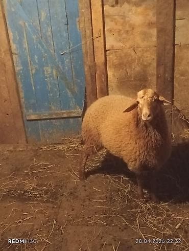 bogaz qoyunlar: Super erkey quzudu 6 ayliq hem damazliqa hemde kesgiye yarayir — 4