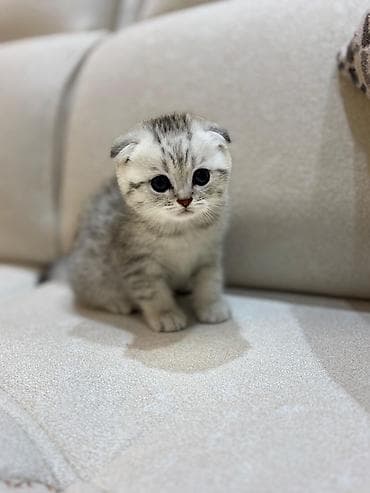 Şotland yastı qulaq