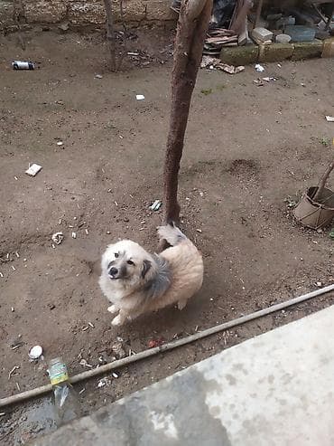 ev heyvanlari satisi: Yaxşı itdir alaan — 3