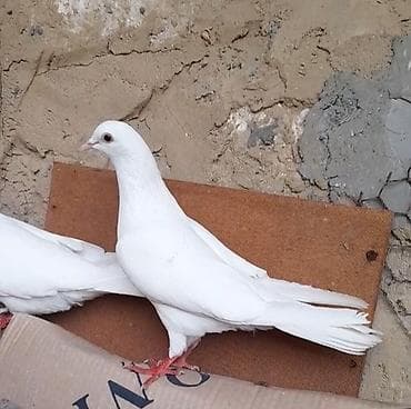 Tutulma erkey 13 tuk qiymet sondu