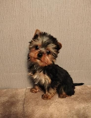 alman itleri: Yorkşir teryer, 3 ay, Erkek — 1