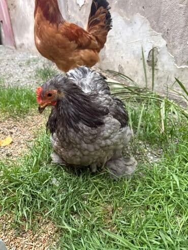 Toyuq, Damazlıq — 4