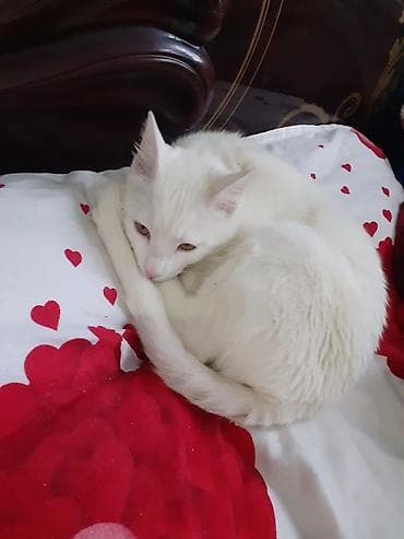 akvarium yumru: Erkək, Dişi, Yaxşı əllərə, Rayonlara çatdırılma, Ödənişli çatdırılma, Ünvandan götürmə — 5