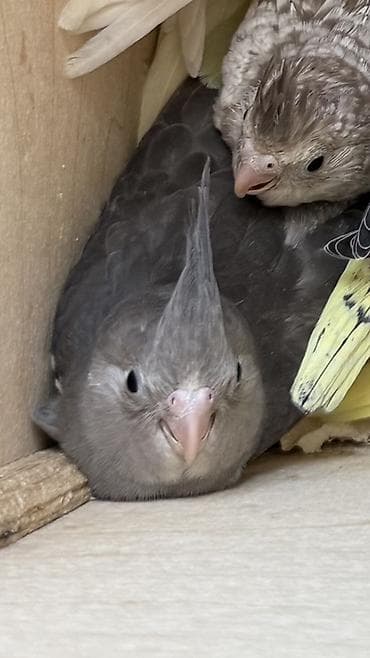 cex quşlar: Sultan papuqayı (cockatiel) təqdim olunur. Şəkillərdə boz rəng — 3