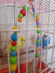 купить клетки для попугаев: Tutuquşları — 5