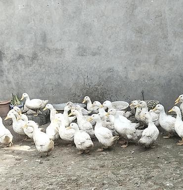 ördək balası haqqında məlumat: Pekin ordeyi Ətraflı məlumat üçün zəng edin — 1