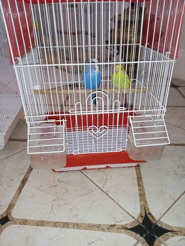 geref quşu: Cüt quşlar satılır qəfəslərlə bir yerdə ucuz qiymətə valnistiy — 4