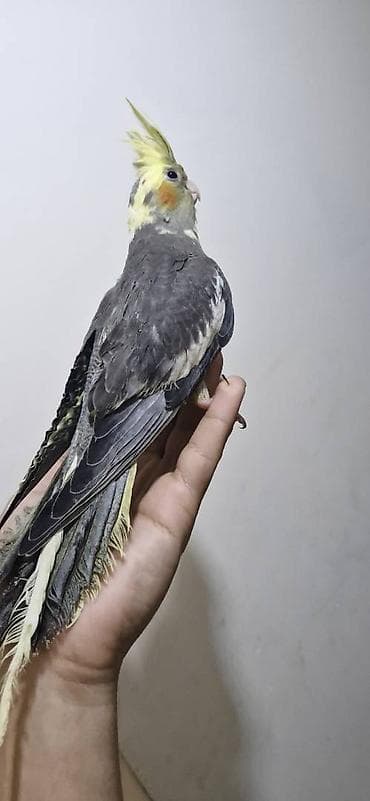 Əl quşudur,dişləmir Dişidir Real alıcıya endirim olunacaq 3 aylıqdır lalafo.az -da Əl quşudur,dişləmir Dişidir Real alıcıya endirim olunacaq 3 aylıqdır